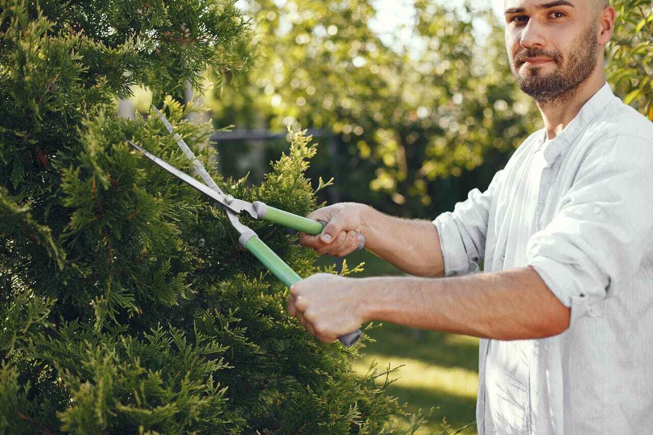 Best Dead Tree Removal  in Pompano Beach, FL